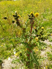 Sonchus asper