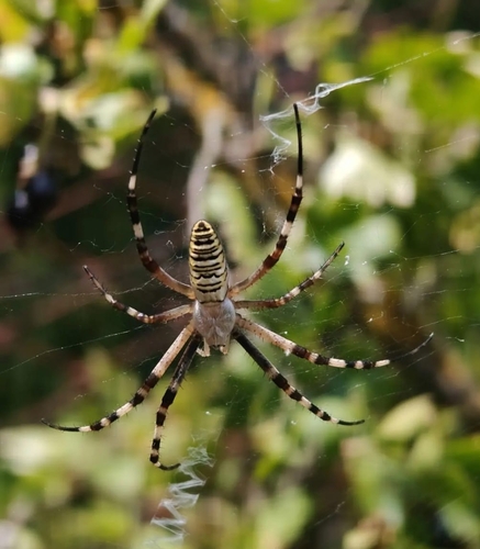 Wasp Spider
