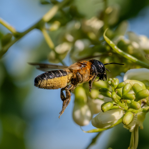 Sculptured Resin Bee