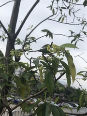 Cinnamomum burmanni