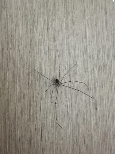 Tailed Cellar Spider