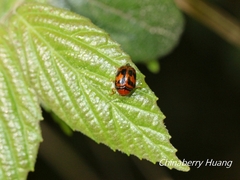 Cryptocephalus trifasciatus