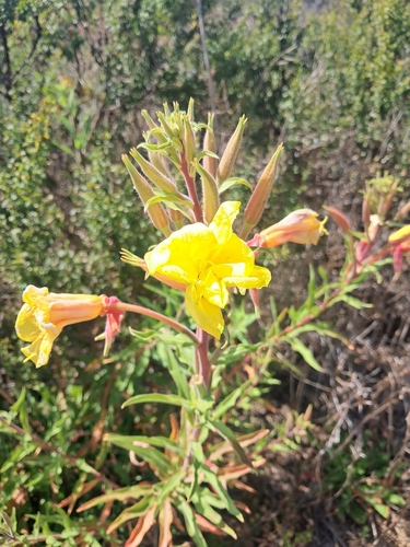 iNaturalist observation photo of evening primroses, sundrops, and beeblossoms