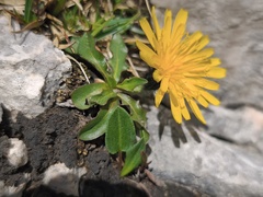 Scorzoneroides montana, photograph (c) arthur_haendler, some rights reserved (CC BY)