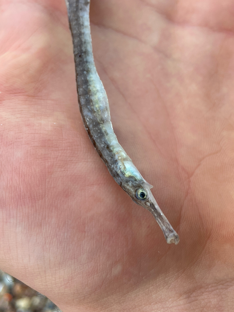 Southern Pipefish