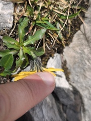 Scorzoneroides montana, photograph (c) arthur_haendler, some rights reserved (CC BY)