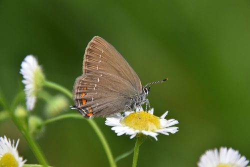 Ilex Hairstreak