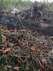 Ornithogalum juncifolium