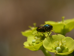 Chloromyia formosa