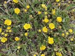 Potentilla incana