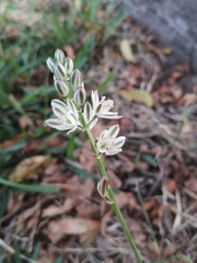 Ornithogalum juncifolium