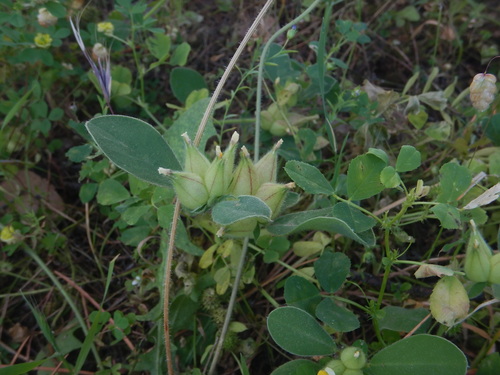 Tripodion tetraphyllum, photograph 1