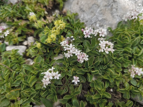 Valeriana supina, photograph 6