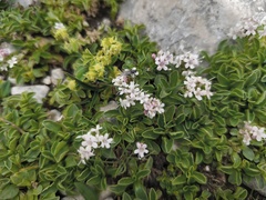 Valeriana supina, photograph (c) arthur_haendler, some rights reserved (CC BY)