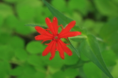 Silene fulgens