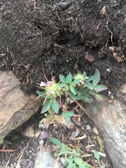 Trifolium willdenovii