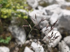 (c) arthur_haendler, some rights reserved (CC BY) Festuca quadriflora, photograph (c) arthur_haendler, some rights reserved (CC BY)