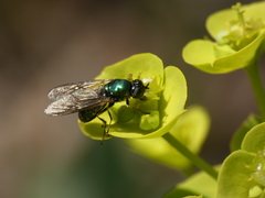 Chloromyia formosa