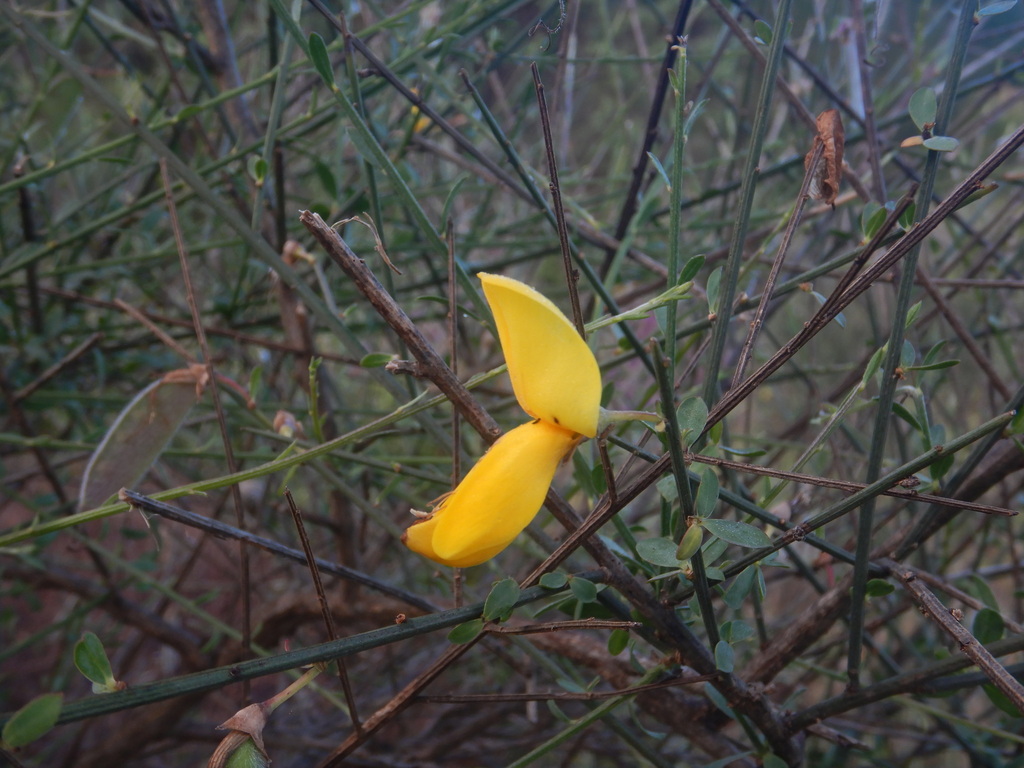 Cytisus grandiflorus; photograph (c) Duarte Frade, some rights reserved (CC BY)