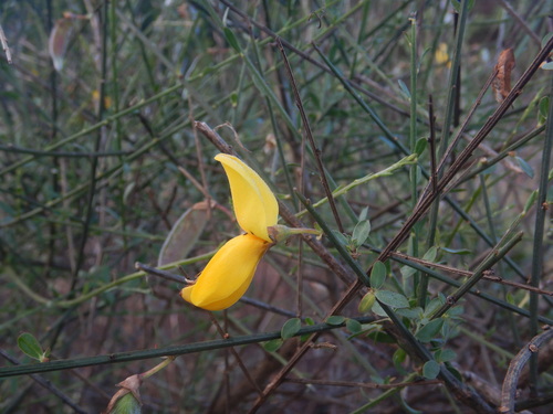Cytisus grandiflorus, photograph 1