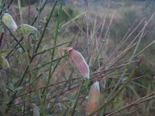 Cytisus grandiflorus, photograph 2