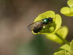 Chloromyia formosa