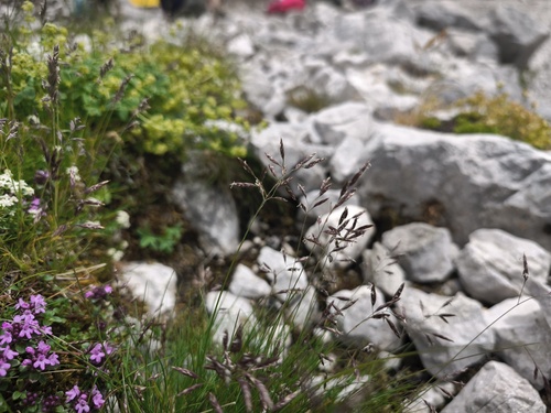 Festuca quadriflora