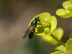 Chloromyia formosa