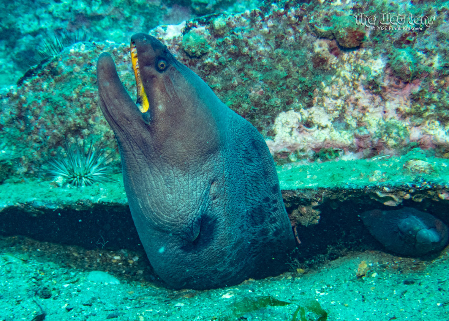 Stout Moray photo 6