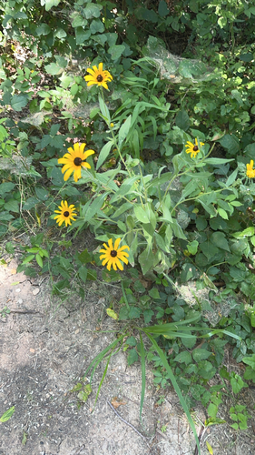 Featured image for “black-eyed Susan”