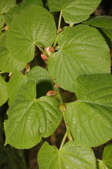 Tilia × europaea