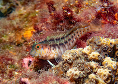 Seaweed Blenny photo 2
