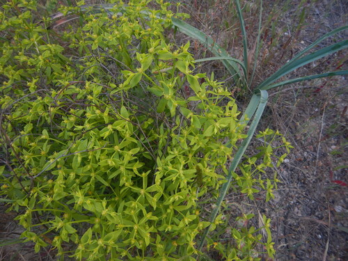 Euphorbia boetica, photograph 2