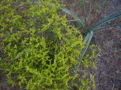 Euphorbia boetica, photograph (c) Duarte Frade, some rights reserved (CC BY)