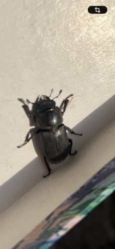 Lesser Stag Beetle