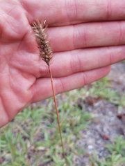 Setaria sphacelata torta