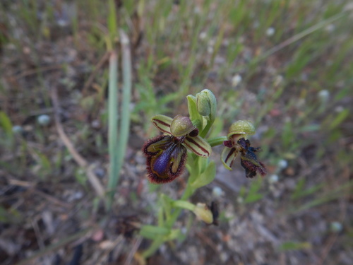 Ophrys speculum