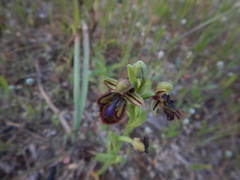 Ophrys speculum