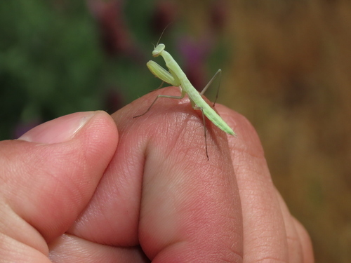 Image of Mantis religiosa by (c) Juan C. Espinosa, some rights reserved (CC BY)