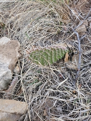 Opuntia fragilis
