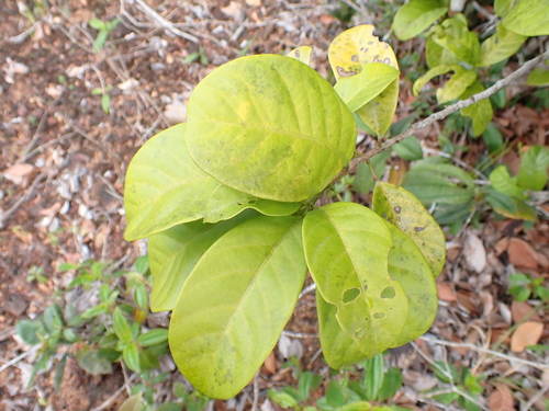 Pogonophora schomburgkiana, 2026-07-04