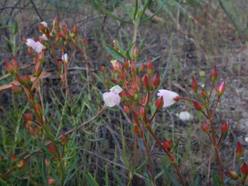 Cistus libanotis, photograph 1