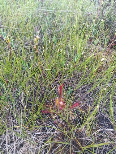 Great Sundew