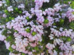 Erica caterviflora