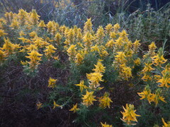 Genista hirsuta, photograph (c) Duarte Frade, some rights reserved (CC BY)
