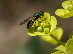 Chloromyia formosa