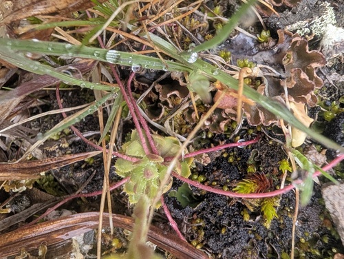 Saxifraga flagellaris, photograph 6