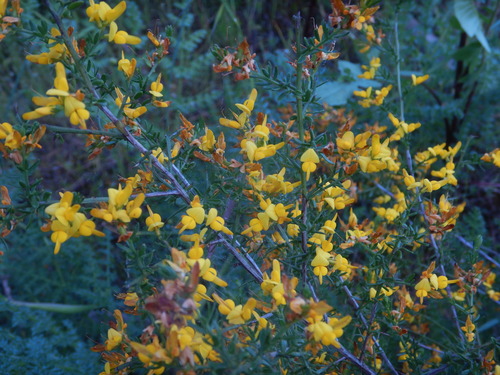 Genista triacanthos, photograph 1