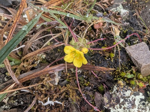 Saxifraga flagellaris, photograph 5