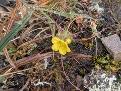 (c) Trevor Van Loon, some rights reserved (CC BY) Saxifraga flagellaris, photograph (c) Trevor Van Loon, some rights reserved (CC BY)